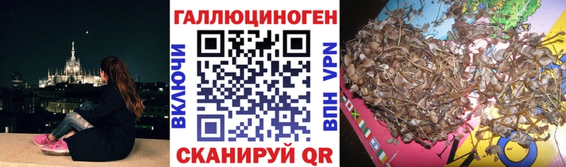 Галлюциногенные грибы Psilocybine cubensis  Гаджиево 